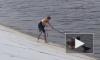 В Перми подростки спасли из реки собаку