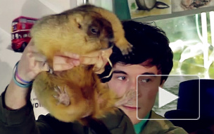 Петербургский сурок Фрол испугался детей и предсказал раннюю весну