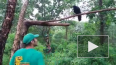 Видео: ворона из Приморского Сафари-парка заговорила ...