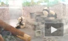 Побег панды