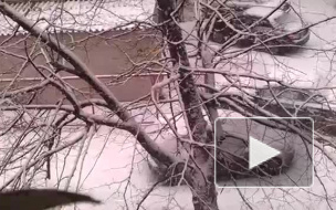 Снегопад в Петербурге стал лучшей первоапрельской шуткой