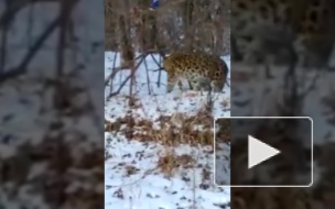 В Приморье к людям вышла самка леопарда