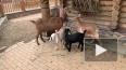 В Ленинградском зоопарке показали 9 карликовых и 2 нубий...