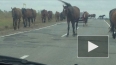 По Ропшинскому шоссе разгуливает табун бесхозный лошадей