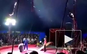 Под Волгоградом медведь напал на дрессировщика во время выступления