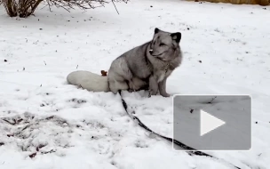 Песец Ванечка из Ленинградского зоопарка показал роскошную зимнюю шубку