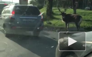В Нижнем Тагиле оленя прогнали по дороге привязанным за рога к машине