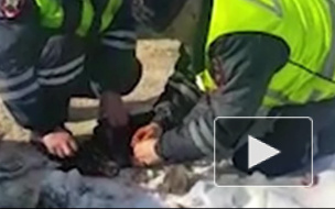 В Королёве полицейские спасли жизнь истерзанной собаки