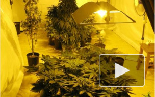 На Танкиста Хрустицкого мужчина выращивал марихуану и сам регулярно "дегустировал" свою "продукцию"