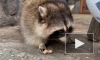 Сотрудники Ленинградского зоопарка показали АСМР-видео с енотихой Молли 