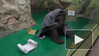 Смешное видео из Новосибирска: обезьяна укуталась в одеяльце, чтобы не замерзнуть