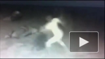 Пьяных хулиганок, избивших тюленей на пляже в Калифорнии, ищут по видеозаписи