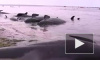 Более 400 китов - пилотов выбросились на берег в Новой Зеландии