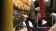 Видео: с грифонов на Банковском мосту сняли золотые ...