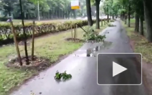 Стали известны подробности о ночном дебоше в Красном селе