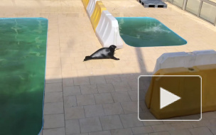 Видео: активисты познакомили балтийскую нерпу с серым тюленем 