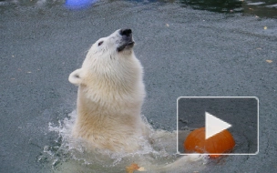 В Ленинградском зоопарке показали лакомство из тыквы для медведицы Хаарчааны