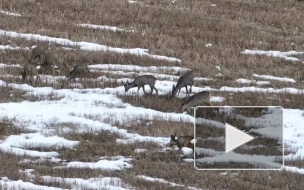 В Волосовском районе на видео попала группа косуль