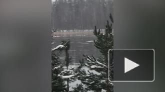Жителей Ленобласти попросили не беспокоить оставшихся на зиму лебедей