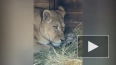 Львица из барнаульского зоопарка показала рожденных ...