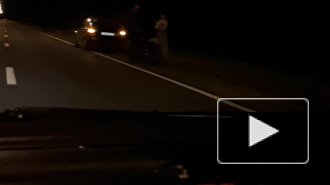 На Приморском шоссе байкер попал в смертельное ДТП с лосем 