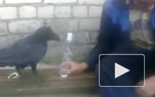 Алкаш-матерщинник, споивший ворону, возмутил зоозащитников
