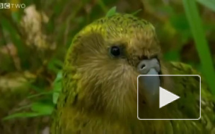 "Ноев ковчег" соберет геномы всех позвоночных 