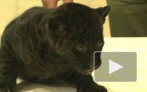 Черные котята ягуара показали когти в Ленинградском зоопарке