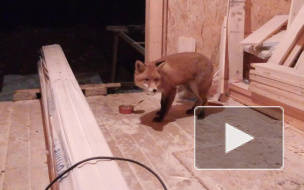 В сети появилось видео, на котором лисенок пришел поужинать к строителям