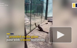 В Китае обезьяна пыталась сбежать из зоопарка при помощи камня и смекалки