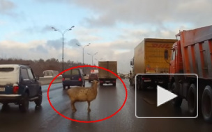 Овца на МКАД едва не стала причиной ДТП