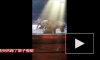 Видео: лев и тигр перегрызли горло лошади на репетиции в китайском цирке