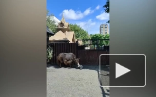 В Московском зоопарке родился ячонок