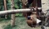 В Ленинградском зоопарке в честь пятницы показали неспешную жизнь ленивцев