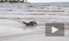 Видео: троих тюленей выпустили в Финский залив после реабилитации