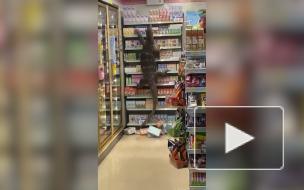 Огромный варан распугал посетителей супермаркета в Таиланде