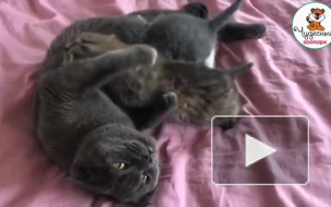 В Уссурийском зоопарке домашняя кошка выкормила рысенка