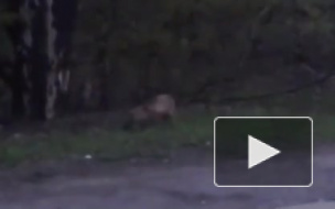 Жителей Выборга удивила пробежавшая через дорогу лисичка 