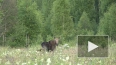 Видео: во Всеволожском районе засняли семейство лосей