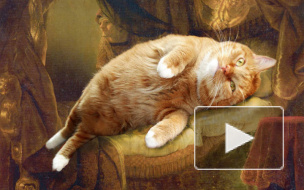 Кота Заратустру возили в коляске на выставке "Котэ в садэ"