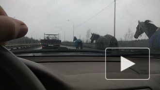 Видео: на Мурманском шоссе гаишники ловят табун лошадей