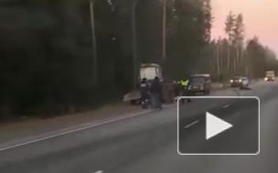 Под Приозерском насмерть сбили лося
