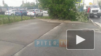 Видео: на Ворошилова из-за сильного ветра на тротуар упало дерево