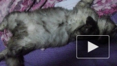 кот