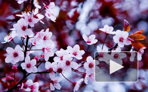 Навруз 2014: смс поздравления в стихах и прозе любимым, друзьям, коллегам