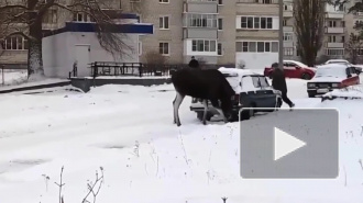 Появилось видео: в Пензенской области дикий лось облюбовал автомобиль 