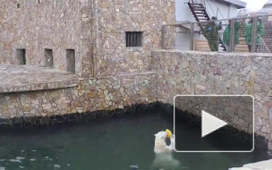 В Ленинградском зоопарке сотрудники сыграли в волейбол с медведицей на самоизоляции