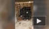В Петербурге нашли выброшенного на мороз енота в клетке