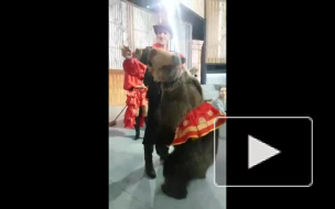 Медведь накинулся на девушку на съёмках передачи "Про любовь" в Москве