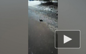 На улице Обручевых неизвестные стреляли в ворон